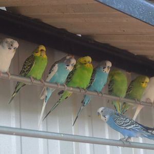 Australian Outback - Budgerigar (Melopsittacus undulatus)