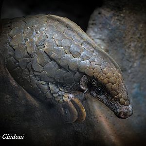 Chinese pangolin