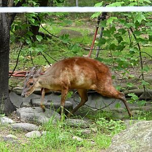 Common Red Brocket (Mazama americana)