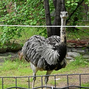 Greater Rhea (Rhea americana)