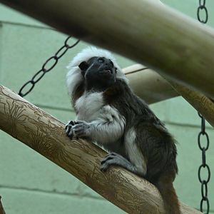 Cotton-headed Tamarin (Saguinus oedipus)