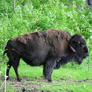 American Bison (Bison bison)