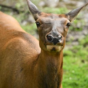 Wapiti (Cervus canadensis)
