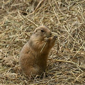Black-tailed Prairie Dog (Cynomys ludovicianus)