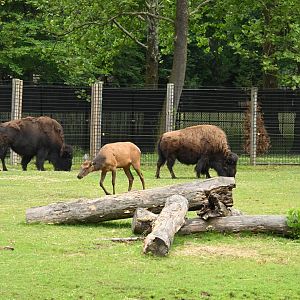 American Bison (Bison bison) and Wapiti (Cervus canadensis)