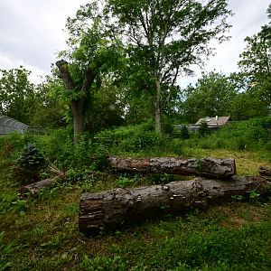 Red Wolf (Canis rufus) Exhibit