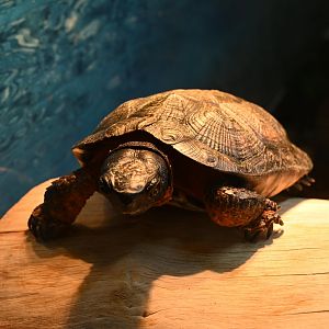 Education Center - Wood Turtle (Glyptemys insculpta)