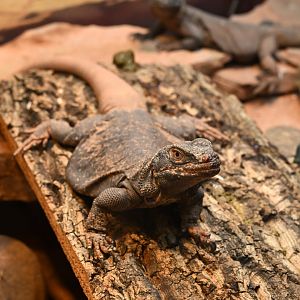 Education Center - Common Chuckwalla (Sauromalus ater)