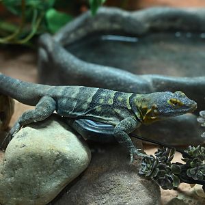 Education Center - Baja Blue Rock Lizard (Petrosaurus thalassinus)