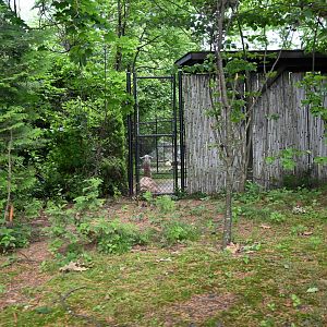 Guanaco (Lama guanicoe)