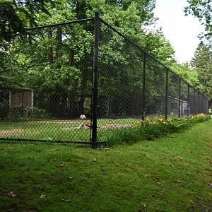 Guanaco (Lama guanicoe) Exhibit