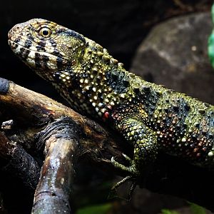 Chinese crocodile lizard