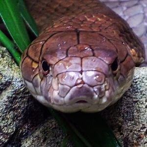 King cobra