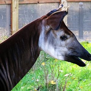 Okapi