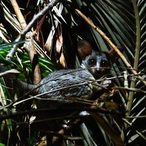 Senegal bushbaby