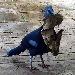 Victoria crowned pigeon