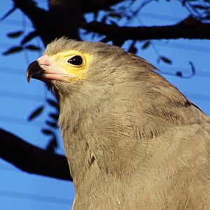 African harrier hawk