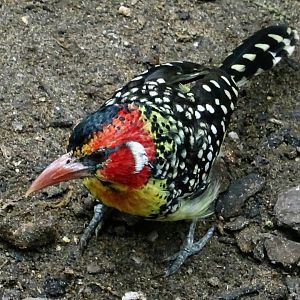 Red and yellow barbet