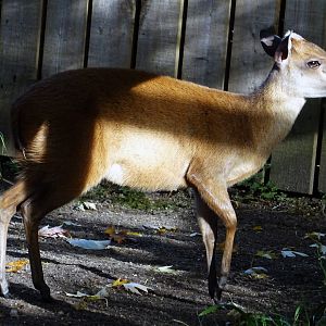 Red forest duiker