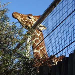 Giraffes feeding