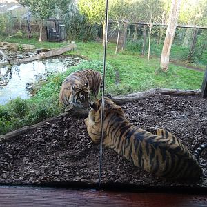 Sumatran tigers