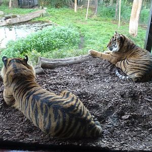 Sumatran tigers