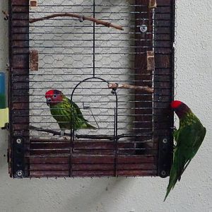 Goldie's lorikeets