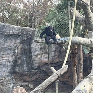 African Forest-Chimpanzee