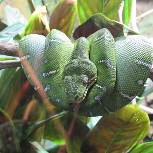 Emerald tree boa