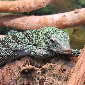 Emerald tree monitor