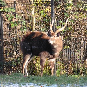 West African sitatunga