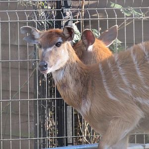 West African sitatunga