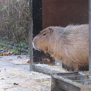 Capybara
