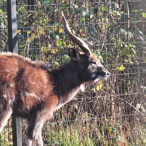West African sitatunga