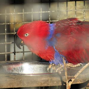 Moluccan eclectus