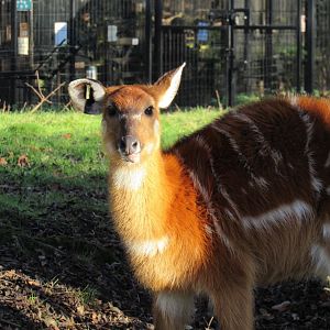West African sitatunga