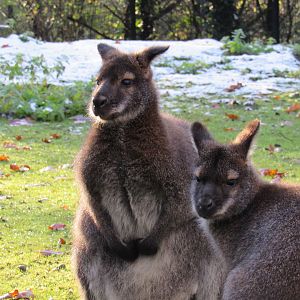 Red-necked wallaby