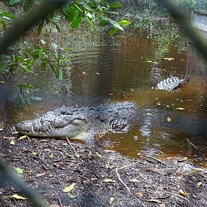 American crocodile (Crocodylus acutus) Jamaica Swamp Safari, Jamaica