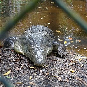American crocodile (Crocodylus acutus) Jamaica Swamp Safari, Jamaica