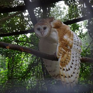 Barn owl (Tyto alba) Jamaica Swamp Safari, Jamaica
