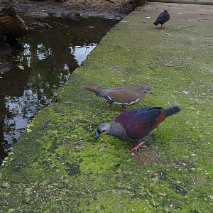 Crested quail-dove (Geotrygon versicolor) Jamaica Swamp Safari, Jamaica