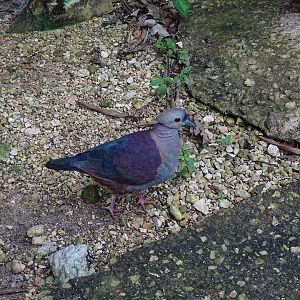 Crested quail-dove (Geotrygon versicolor) Jamaica Swamp Safari, Jamaica