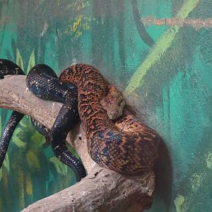 Jamaican boa (Epicrates subflavus) Jamaica Swamp Safari, Jamaica