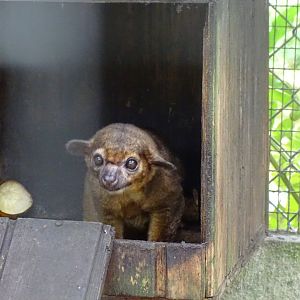 Kinkajou (Potos flavus) Jamaica Swamp Safari, Jamaica