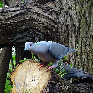 Ring-tailed pigeon (Patagioenas caribaea) Jamaica Swamp Safari, Jamaica