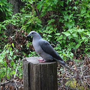 Ring-tailed pigeon (Patagioenas caribaea) Jamaica Swamp Safari, Jamaica