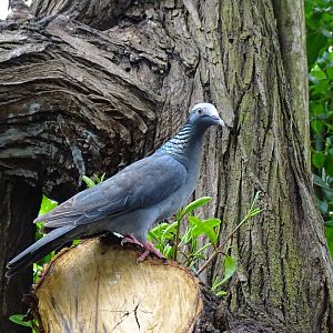White crowned pigeon (Patagioenas leucocephala) Jamaica Swamp Safari, Jamaica