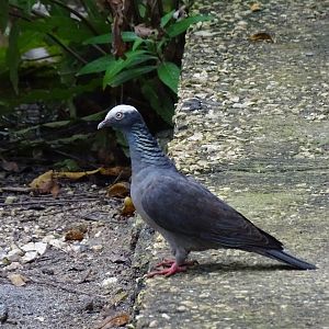 White crowned pigeon (Patagioenas leucocephala) Jamaica Swamp Safari, Jamaica