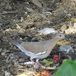 White-winged dove (Zenaida asiatica) Jamaica Swamp Safari, Jamaica