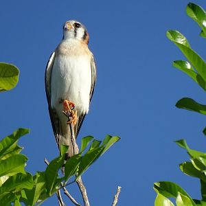 American kestral (Falco sparverius dominicensis) Wild in Jamaica